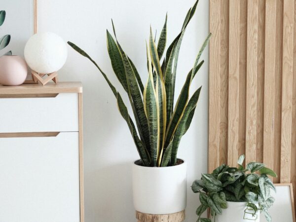 Snake Plant Care: The Ultimate Guide to Growing Sansevieria